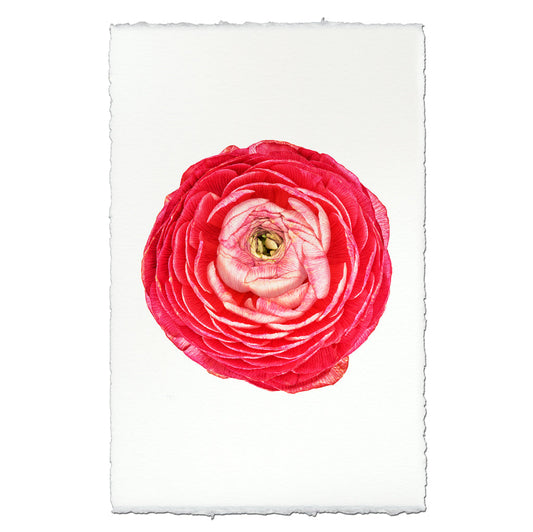 Rose Ranunculus