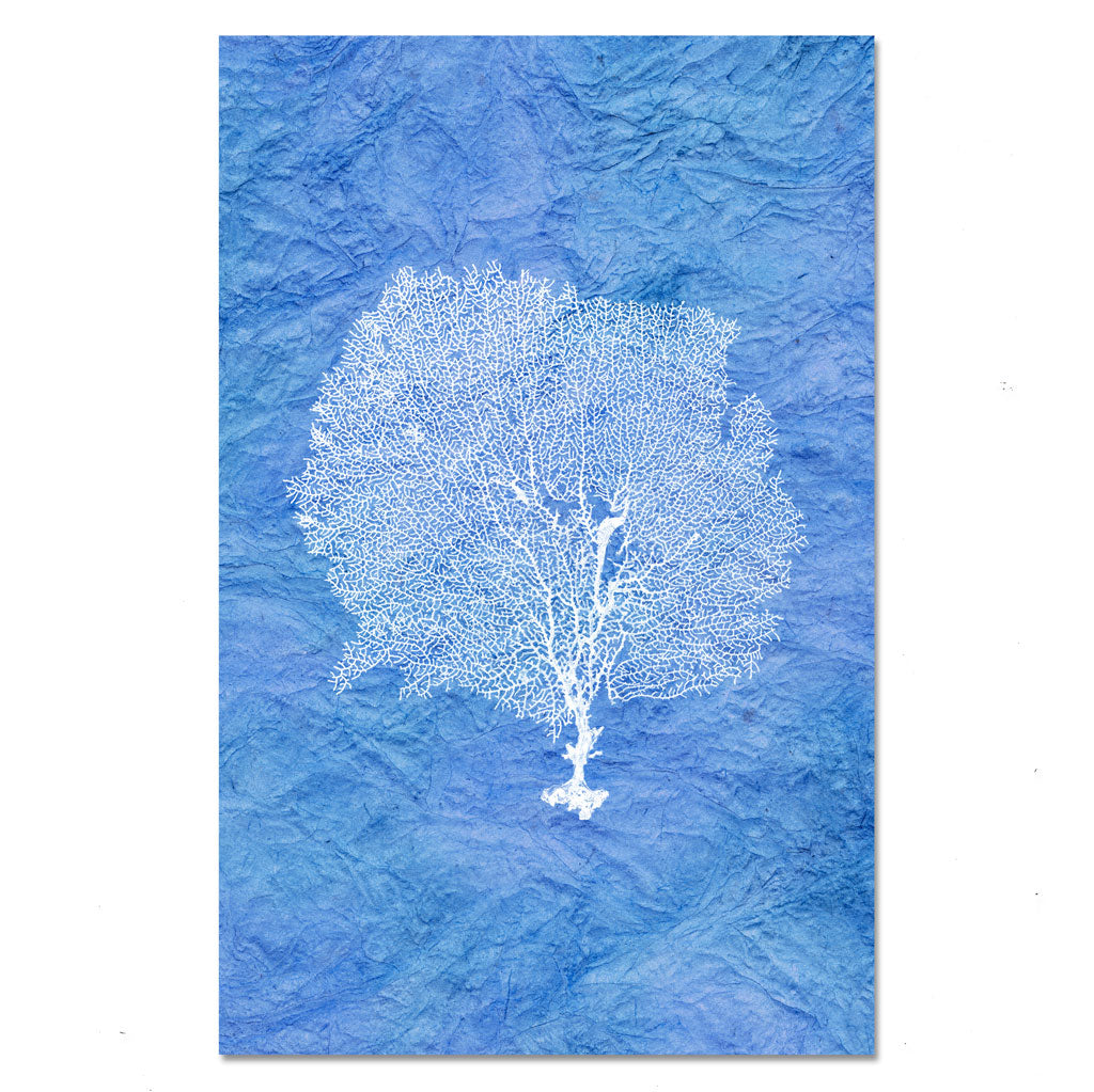 Round Sea Fan