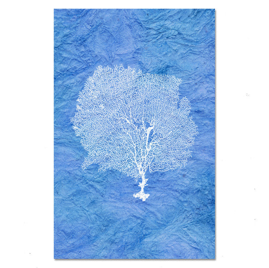 Round Sea Fan