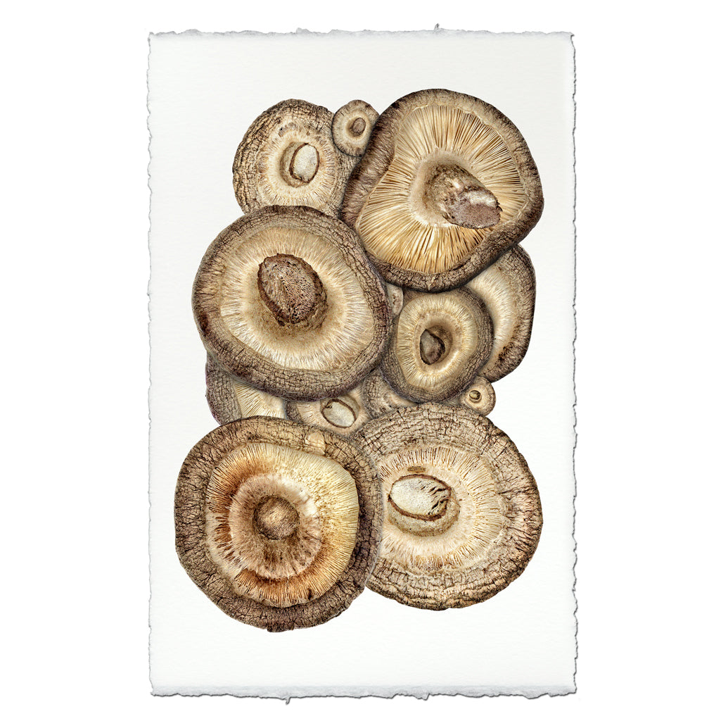 Shiitake Mushrooms