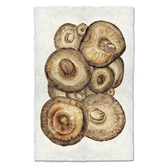 Shiitake Mushrooms