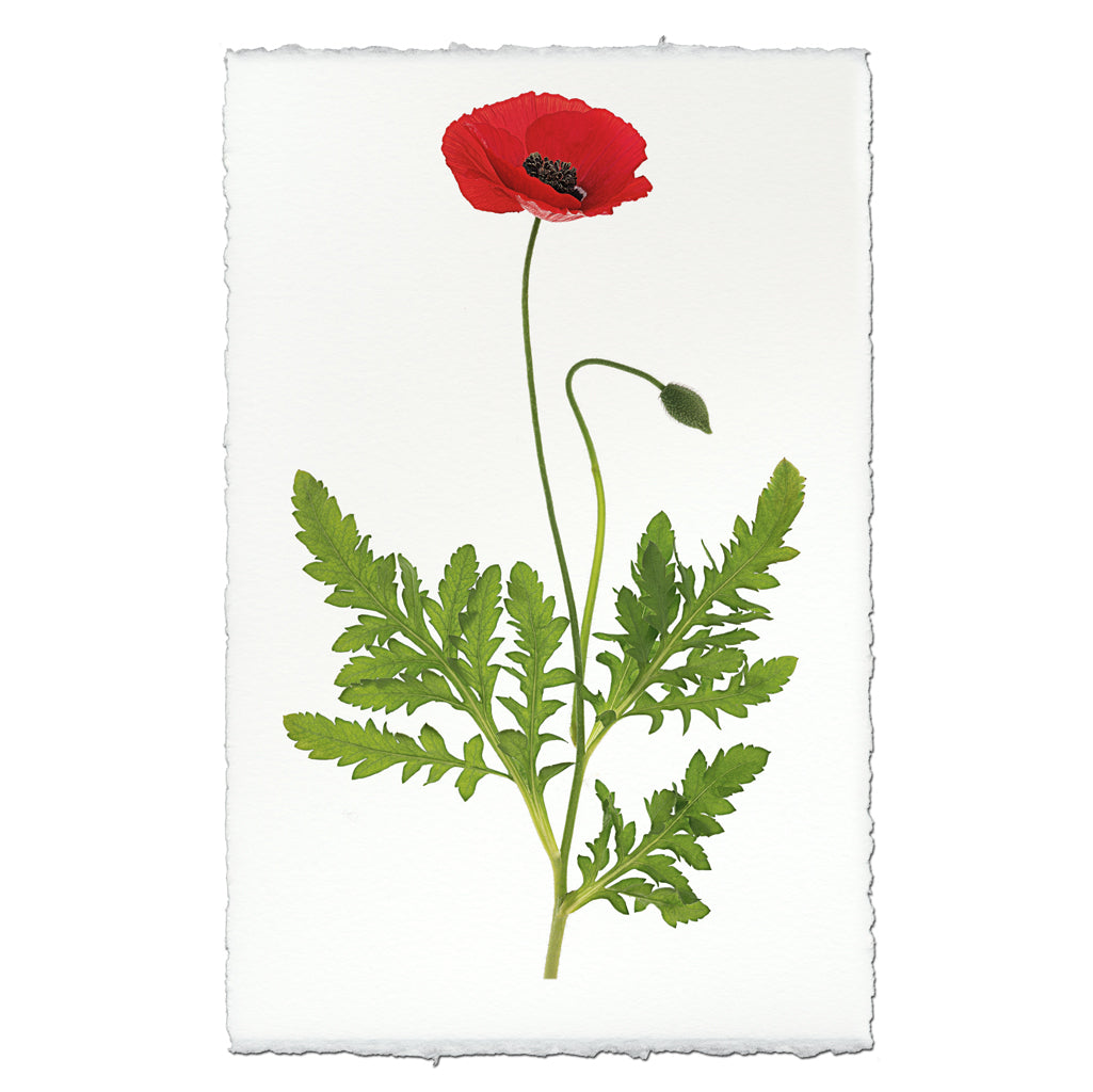Single Poppy #3