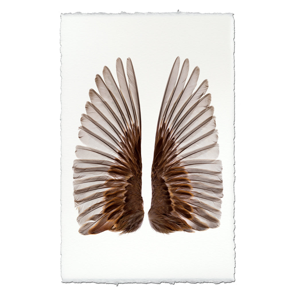 Sparrow Wings