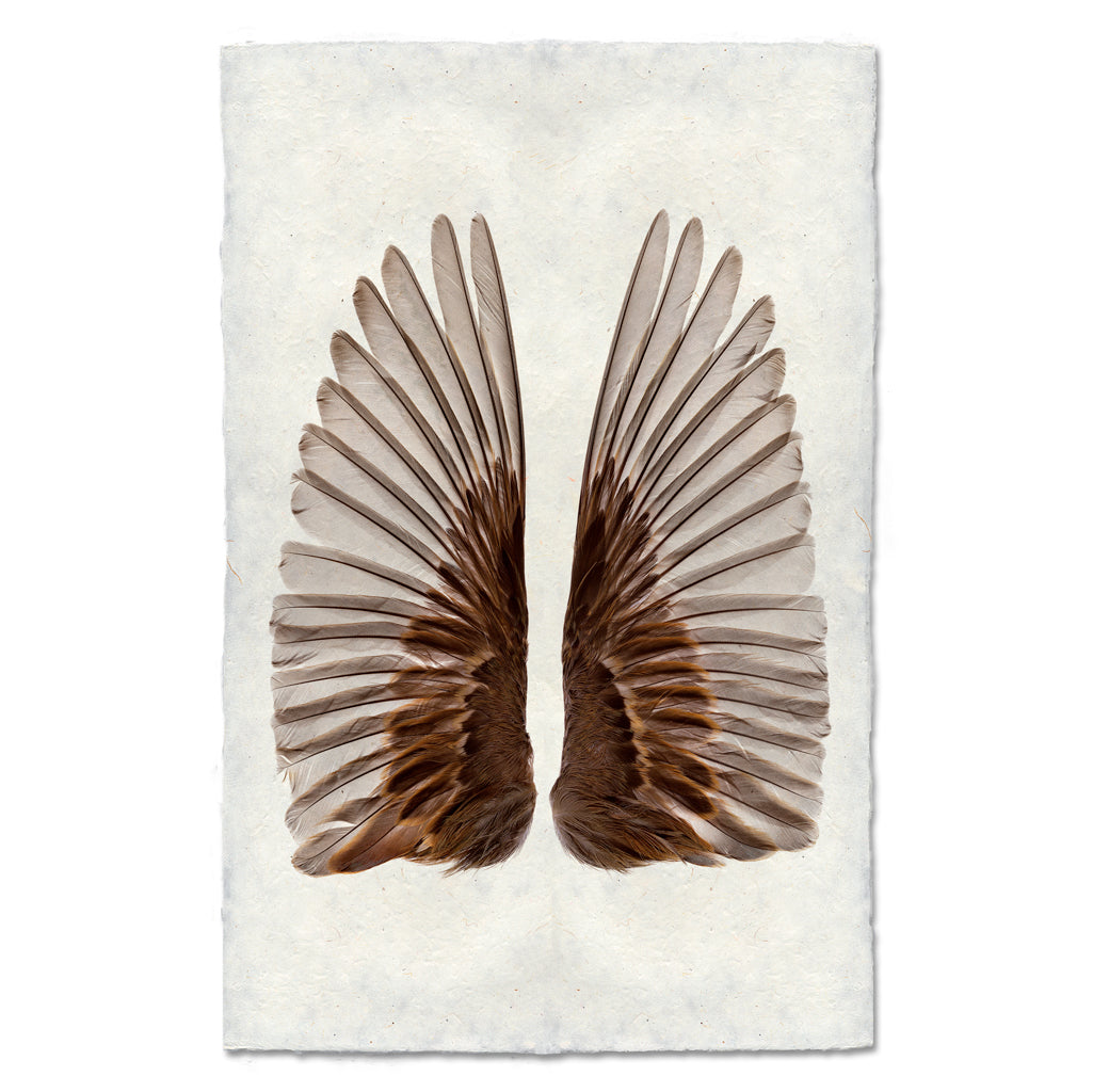 Sparrow Wings