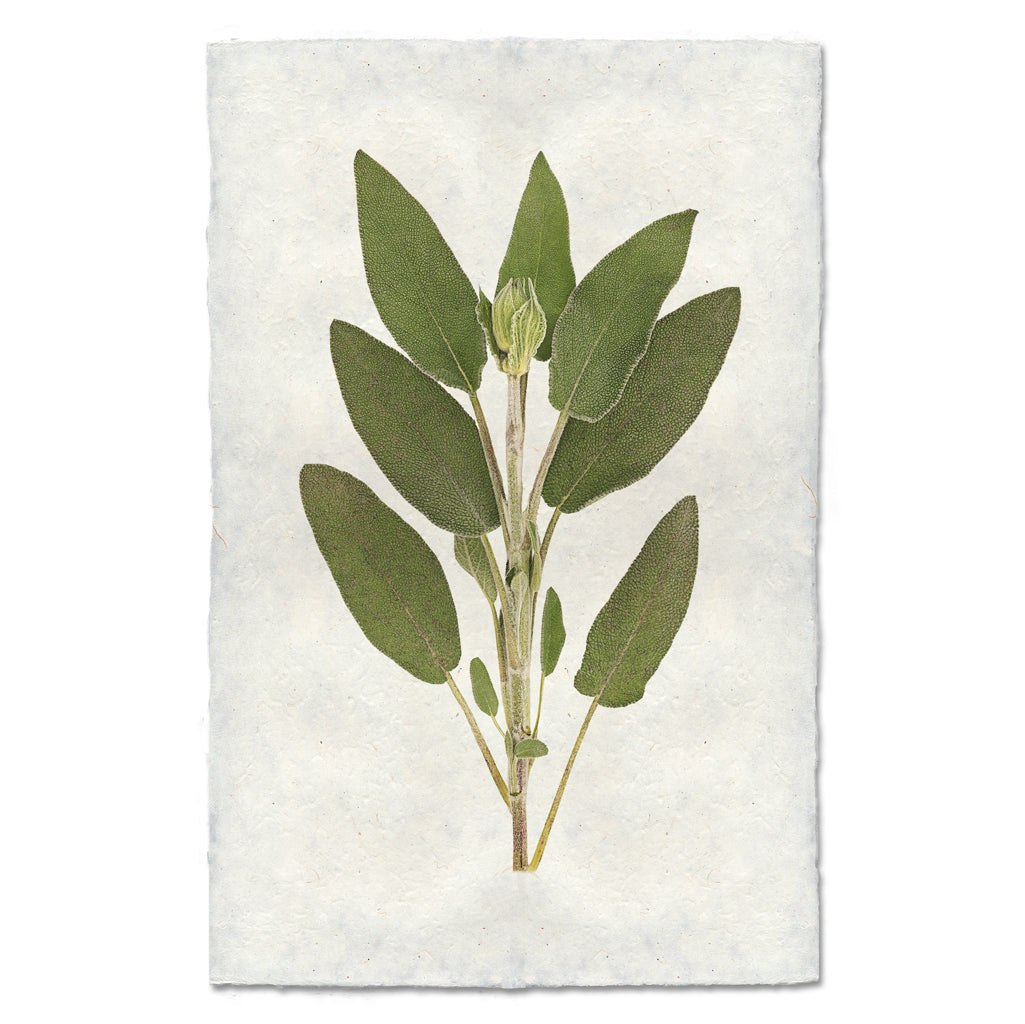 Sage – printstockist.com