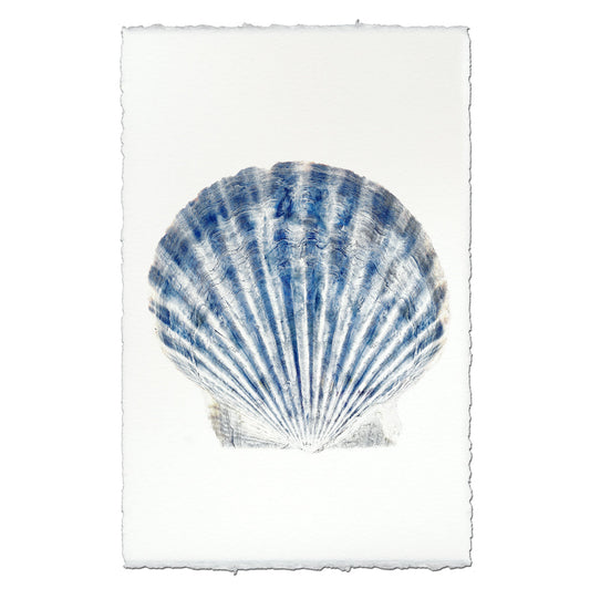 Scallop Shell #1