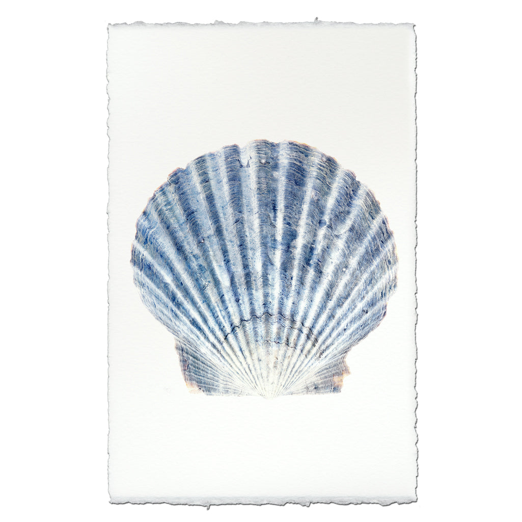 Scallop – printstockist.com