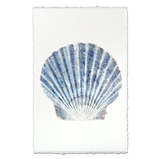 Scallop Shell #2