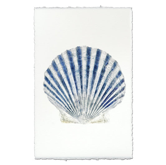 Scallop Shell #3