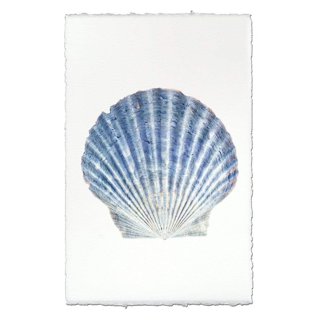 Scallop Shell #4