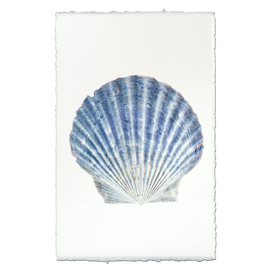 Scallop Shell #4