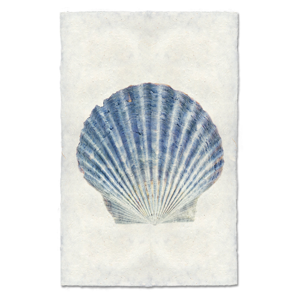 Scallop Shell #4