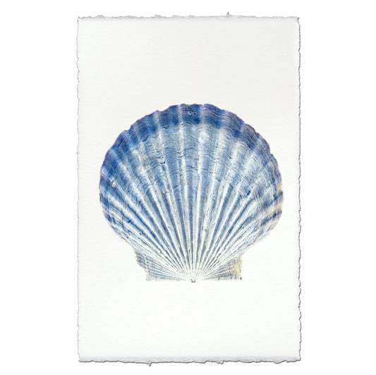 Scallop Shell #5