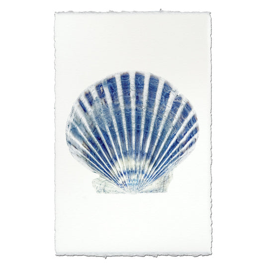 Scallop Shell #6