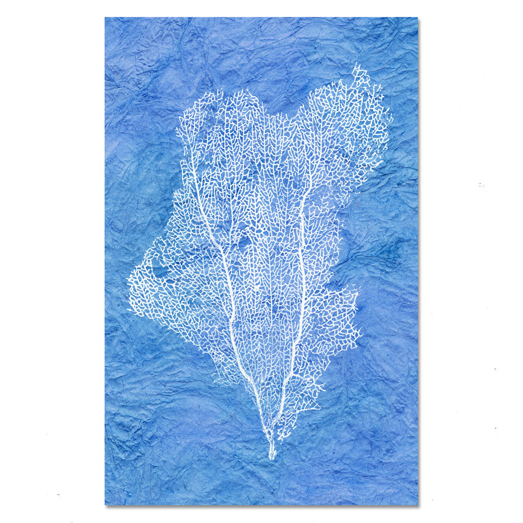 Sea Fan #1
