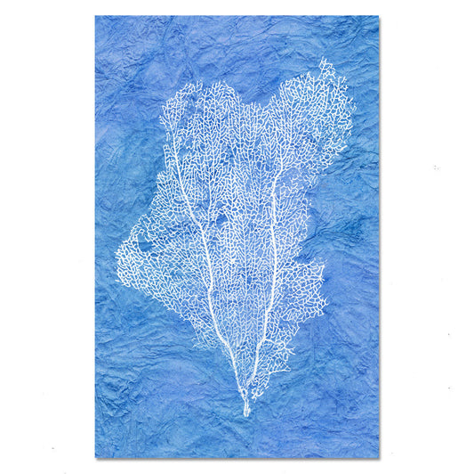 Sea Fan #1
