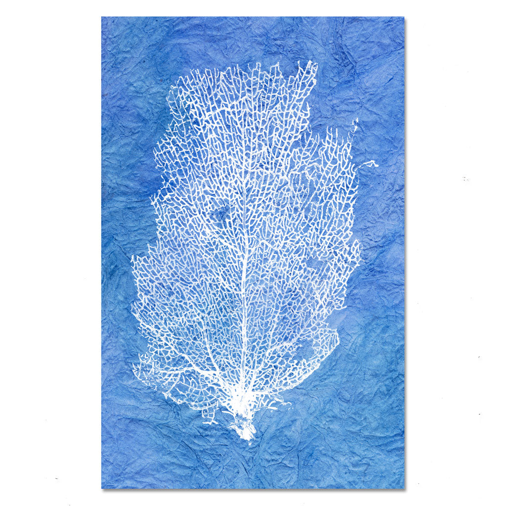 Sea Fan #2