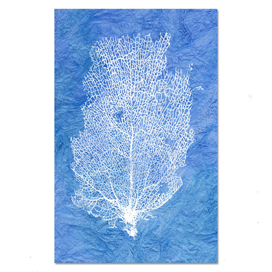Sea Fan #2