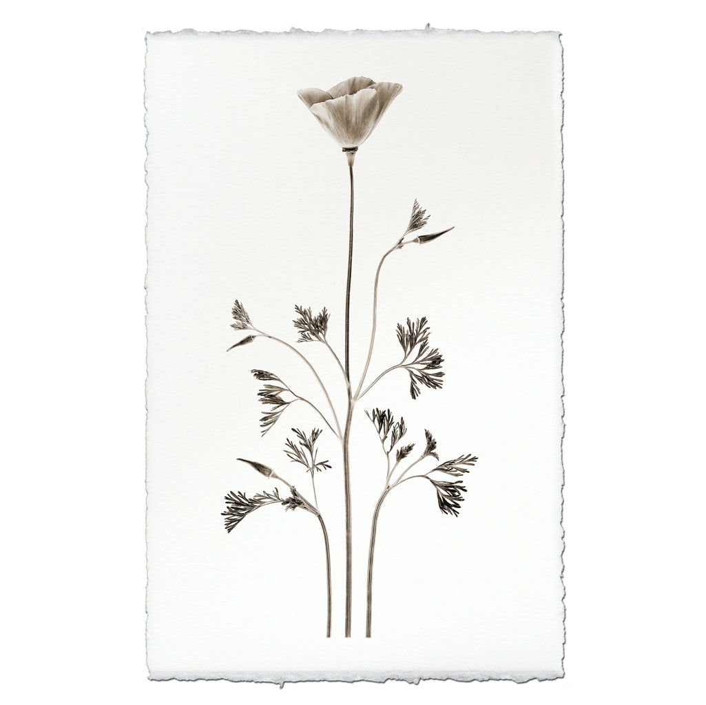 California Poppy