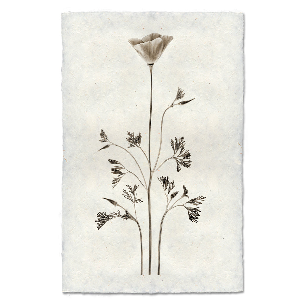California Poppy