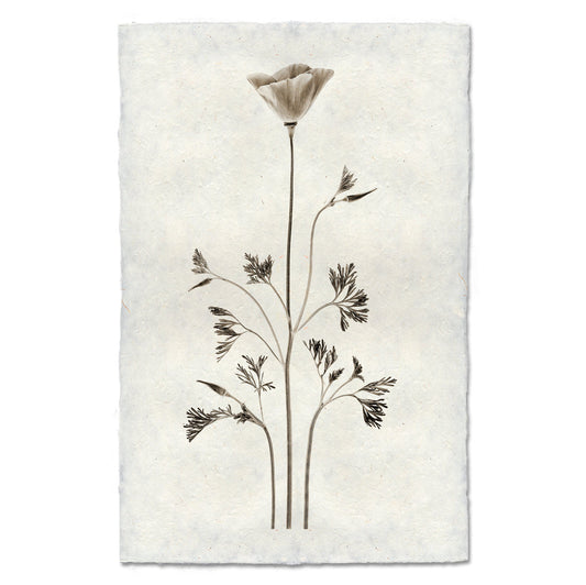 California Poppy