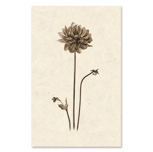 Single Dahlia grand format