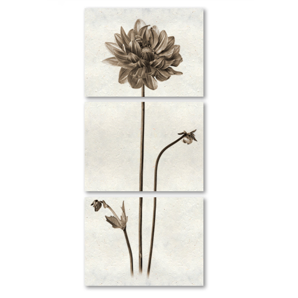 Single Dahlia Trilogy