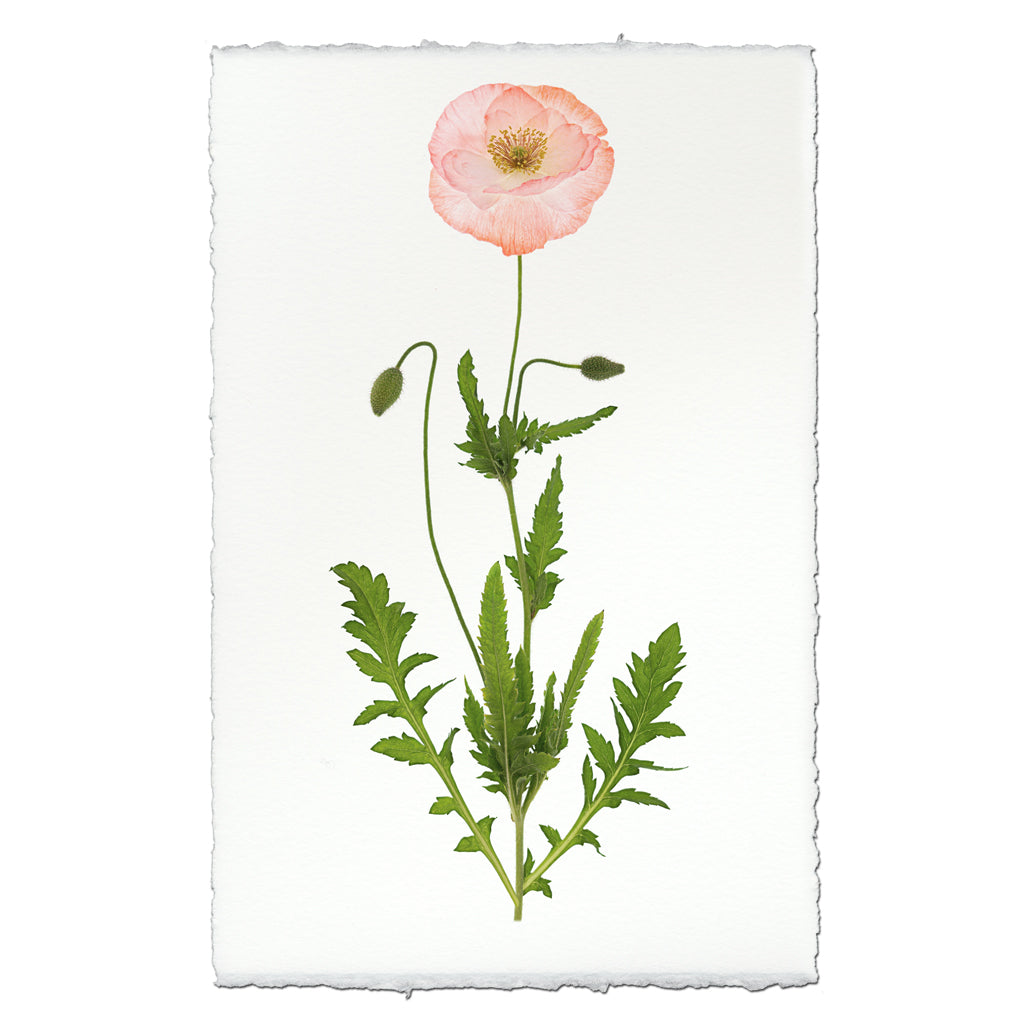 Single Poppy #5