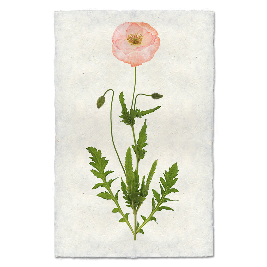 Single Poppy #5