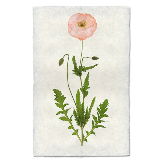 Single Poppy #5