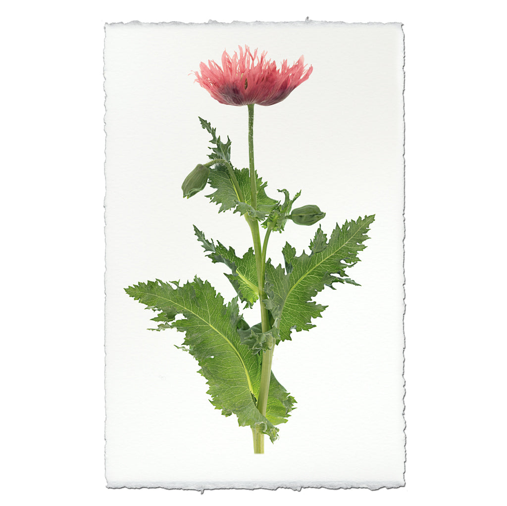 Single Poppy #6