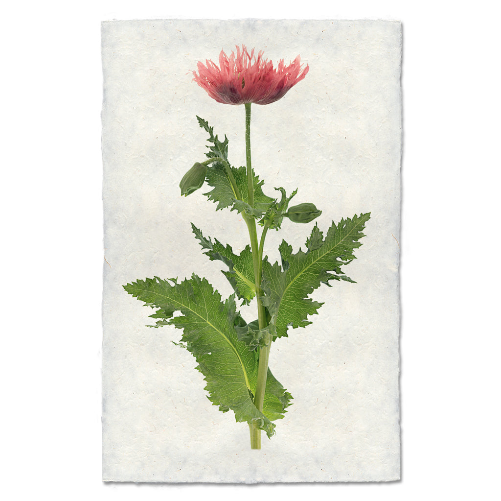 Single Poppy #6