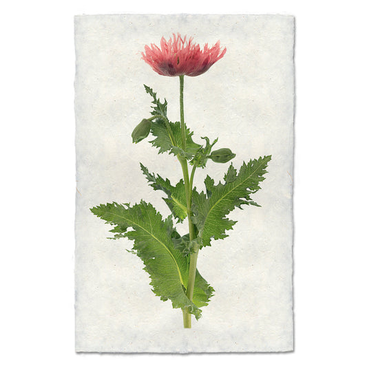 Single Poppy #6