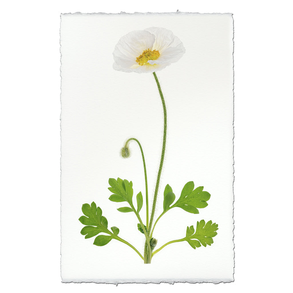 Single Poppy #4