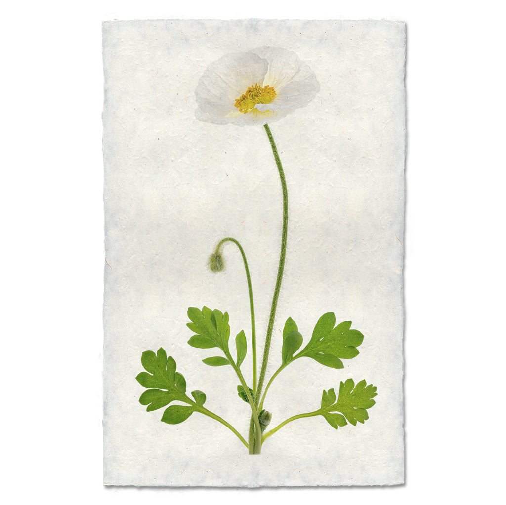 Single Poppy #4