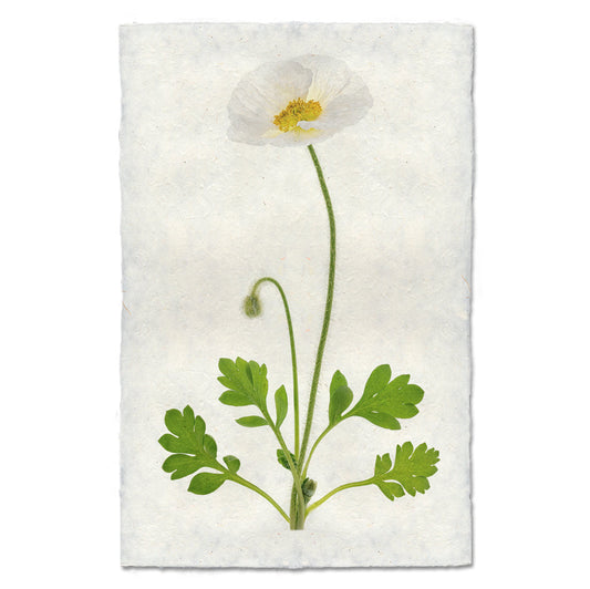 Single Poppy #4
