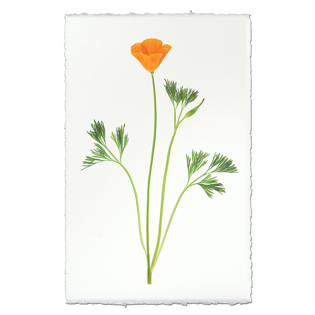 Single Poppy #1