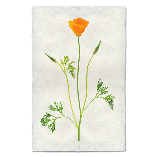 Single Poppy #2
