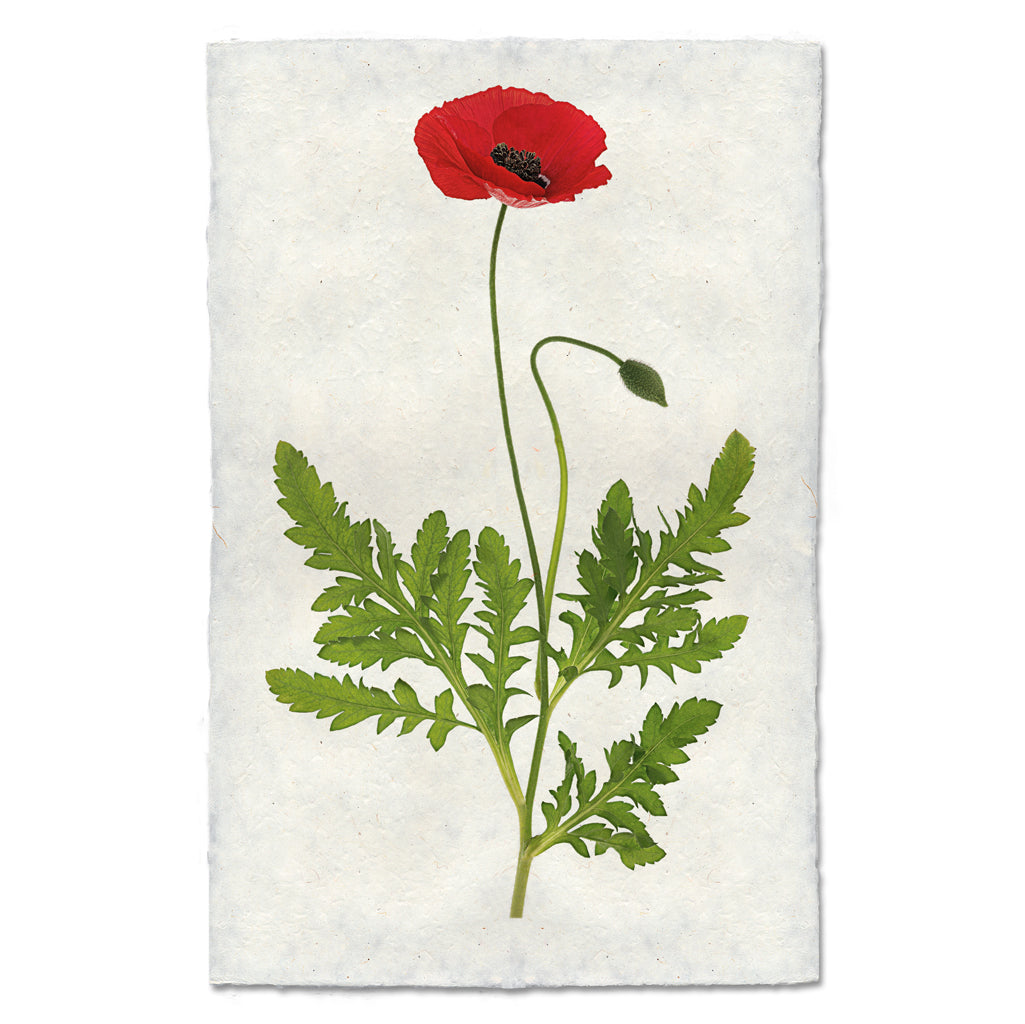Single Poppy #3