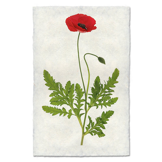 Single Poppy #3