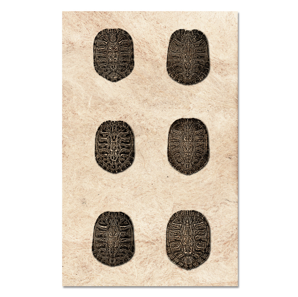Six Shells