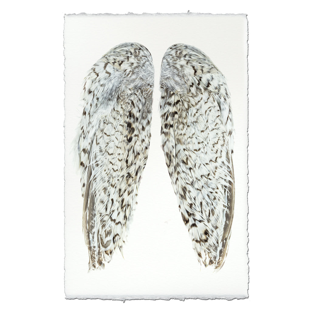 Snowflake Quail Wings