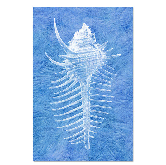 Spiny Murex