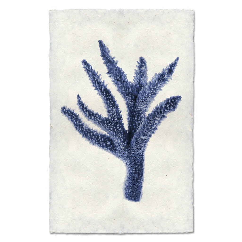 Staghorn Coral