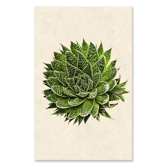 Succulent #10 grand format