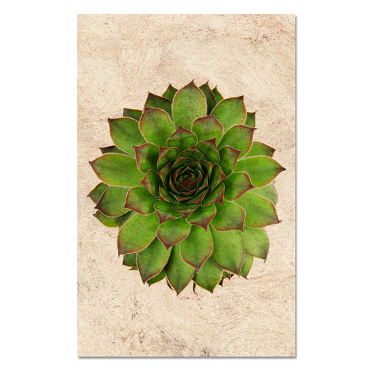 Succulent #2 (S. Mahogany)