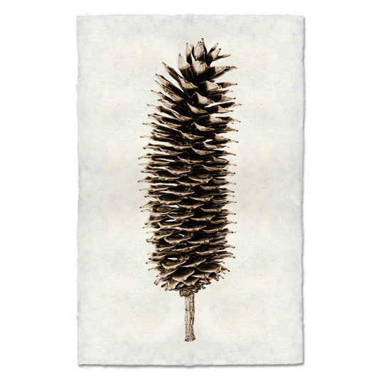 Sugar Pine Cone