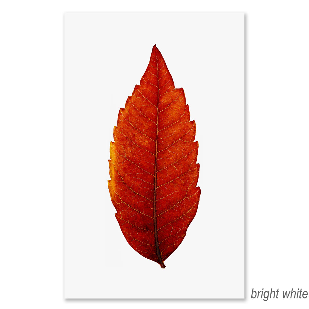 Sumac grand format
