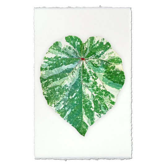 Tropical Leaf #1