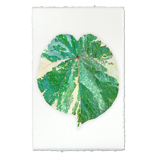 Tropical Leaf #3